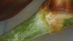 Xyris ambigua