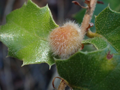 Disholandricus lasius