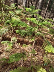 Araucaria