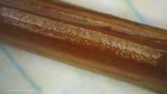 Xyris ambigua