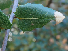 Dryocosmus minusculus