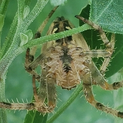 Araneus diadematus