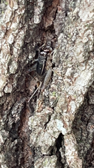 Velarifictorus micado