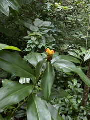 Costus pictus