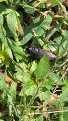 Gryllus pennsylvanicus