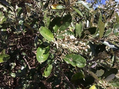 Brachylaena discolor