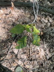 Litylenchus crenatae