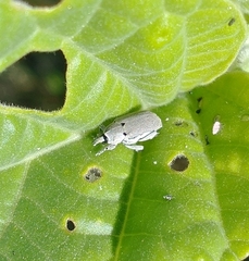 Trichobaris compacta