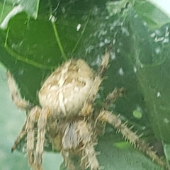 Araneus diadematus