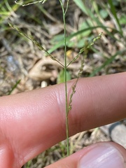 Coleataenia anceps anceps