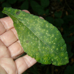 Coleosporium elephantopodis