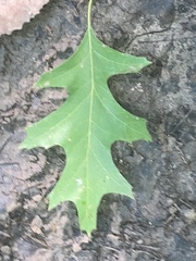 Quercus shumardii