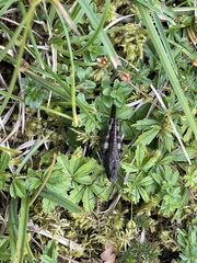 Psophus stridulus
