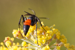 Arachnospila