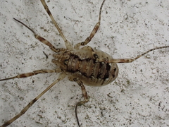 Oligolophus hanseni