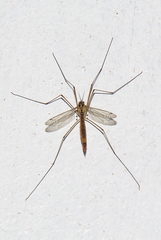 Nephrotoma ferruginea