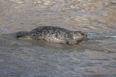 Phoca vitulina richardii