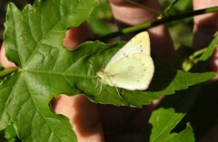 Colias lesbia