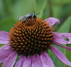 Triepeolus remigatus