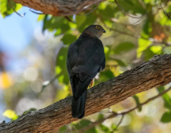 Accipiter cirrocephalus