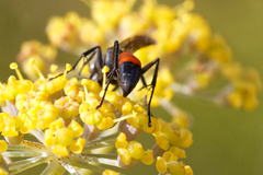 Arachnospila