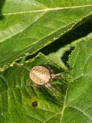 Neoscona arabesca