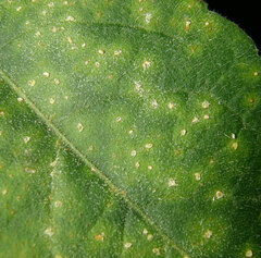 Coleosporium elephantopodis