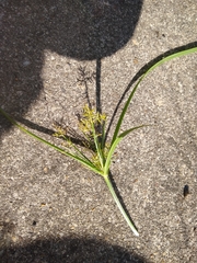 Cyperus esculentus