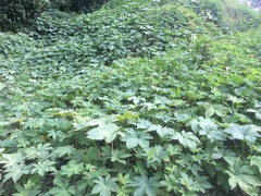 Humulus scandens