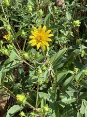 Silphium asteriscus