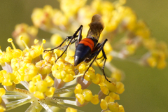 Arachnospila