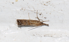 Neodactria luteolellus