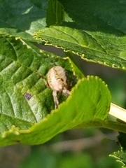 Neoscona arabesca