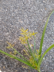 Cyperus esculentus