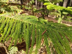 Araucaria