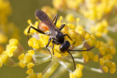 Arachnospila