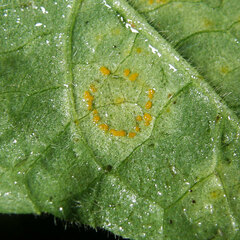 Coleosporium elephantopodis