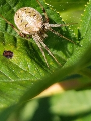 Neoscona arabesca