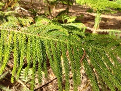 Araucaria