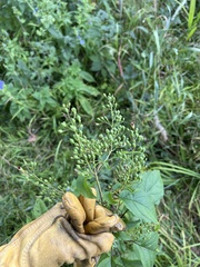 Scrophularia marilandica
