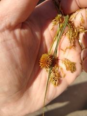 Cyperus echinatus