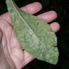 Coleosporium elephantopodis