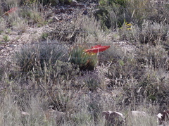 Aloe claviflora