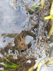 Anemonia viridis