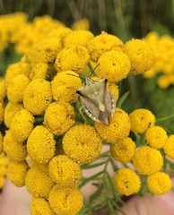 Carpocoris fuscispinus