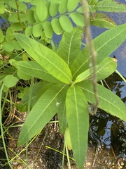 Decodon verticillatus