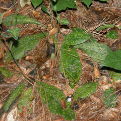 Coleosporium elephantopodis