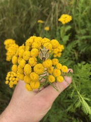 Carpocoris fuscispinus