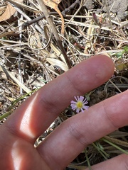 Erigeron foliosus