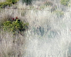 Aloe claviflora